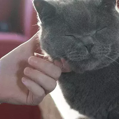 Caring for your cat
