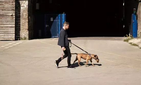 Search dog advice