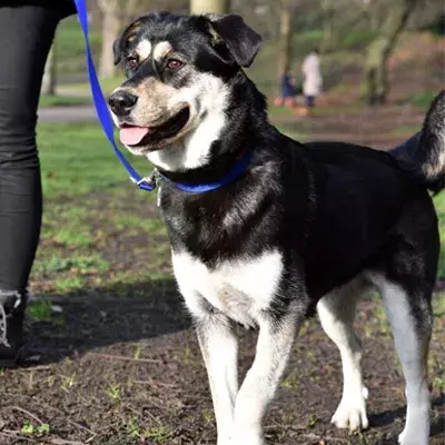 Search dog advice