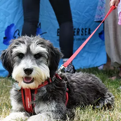 Search dog advice