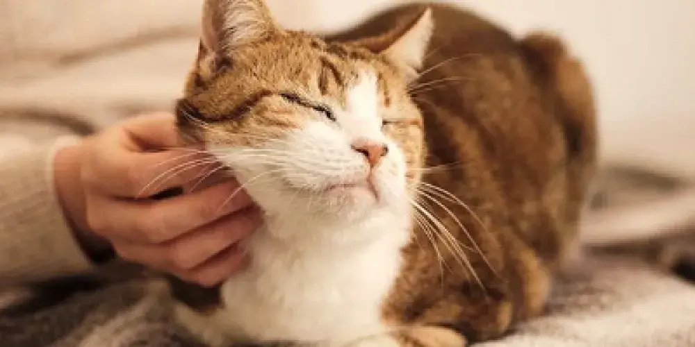 YOU CAN HELP CATS LIKE LOVEBUG