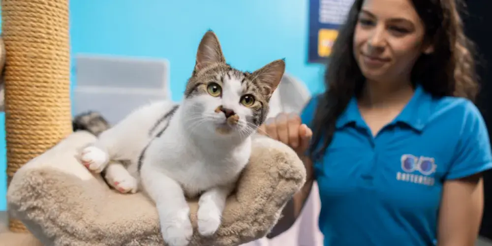 You can help cats like Ocean