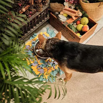 Search dog advice