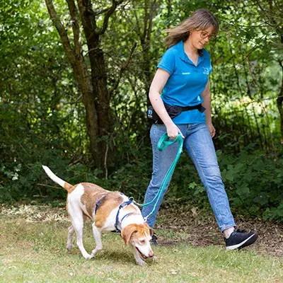 Search dog advice
