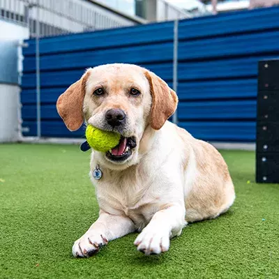 How to play with your dog 