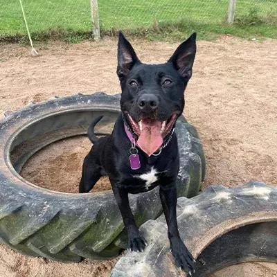 Forest Dog Rescue