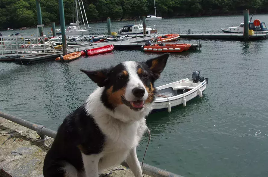Pet Memorials