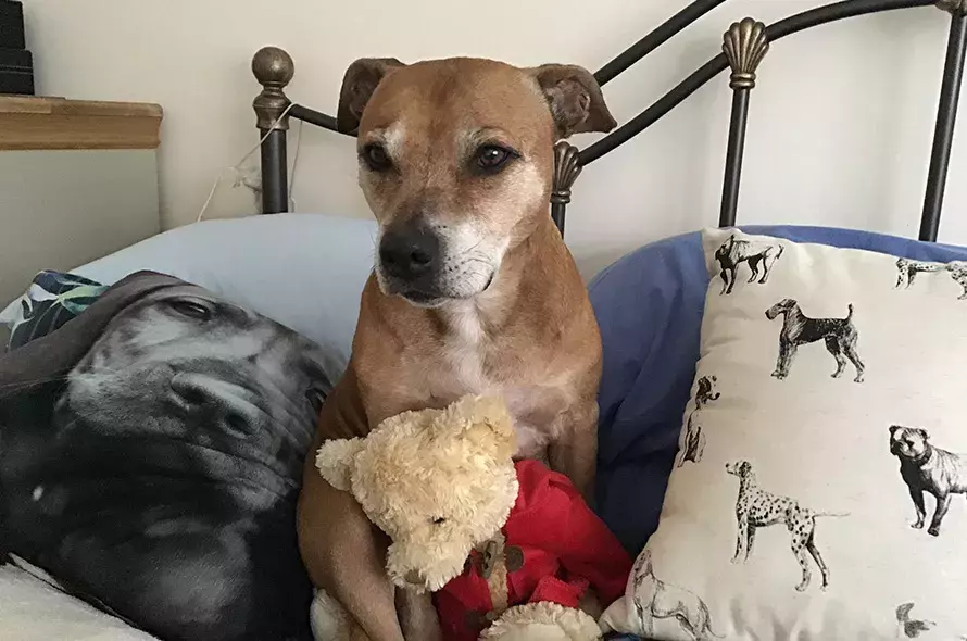 Pet Memorials