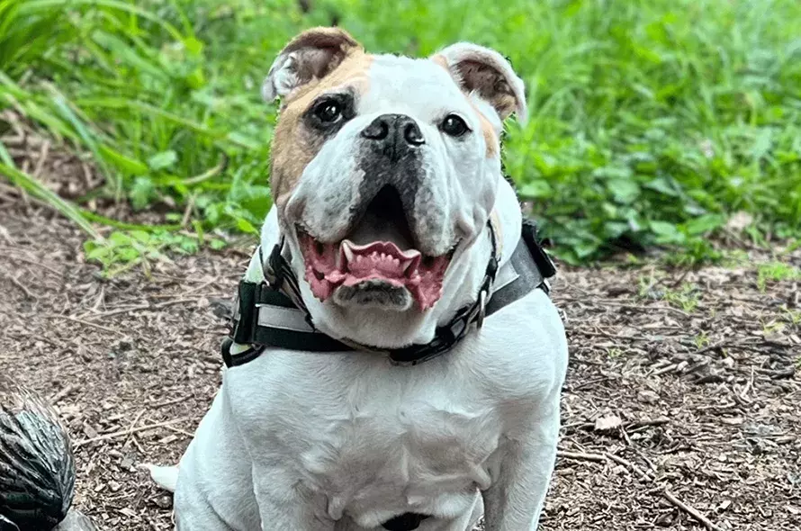 Pet Memorials