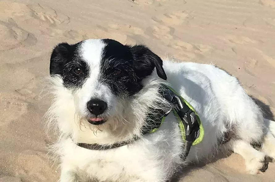 Pet Memorials