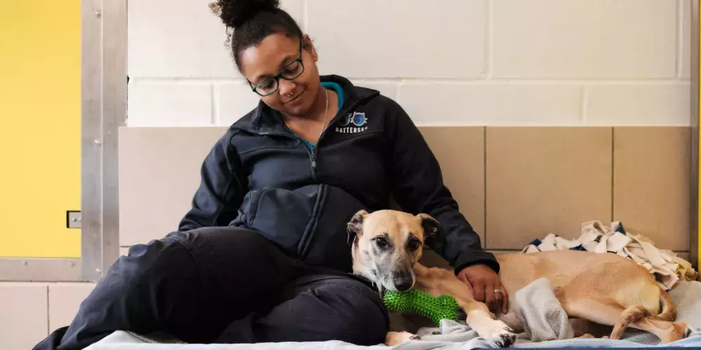 Sponsor our kennels or cabins