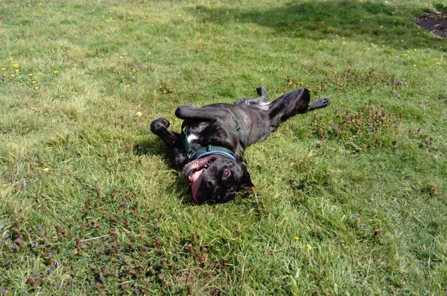 Black Neapolitan Mastiff Ella rolling on the grass