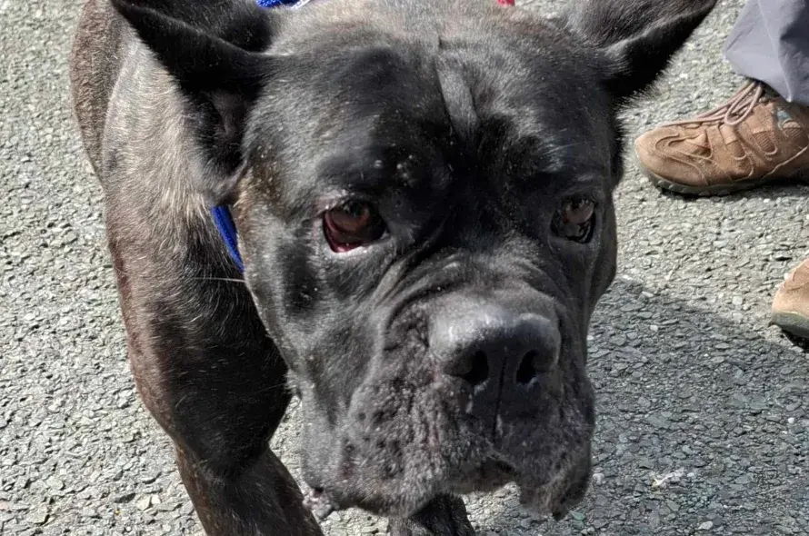 Black Neapolitan Mastiff Ella walking outside