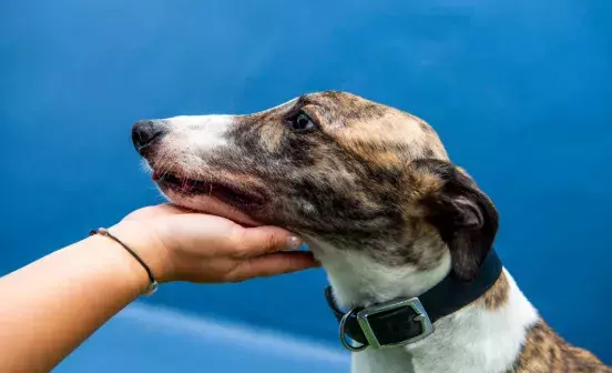 Brown and white greyhound resting head in the palm of Battersea staff member's hand