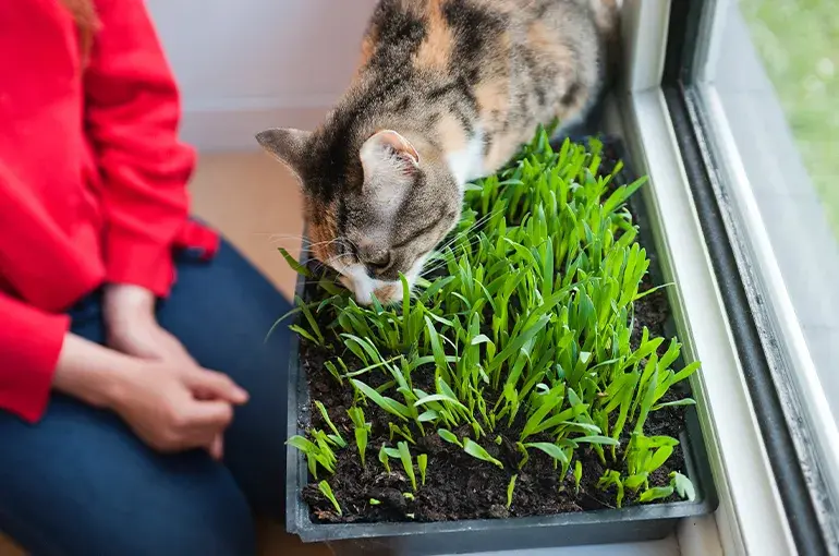 A cat sniffing grass