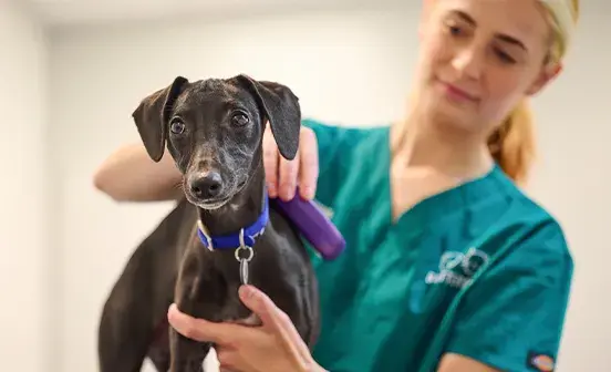 A woman scanning a dogs microchip