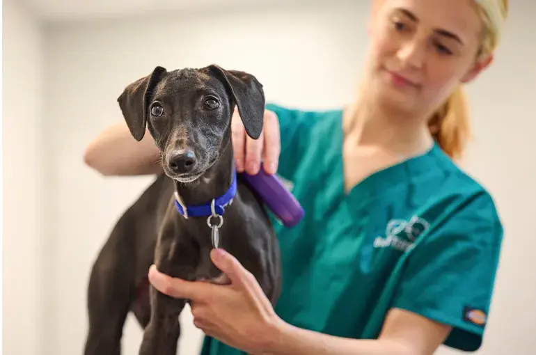 A woman scanning a dogs microchip