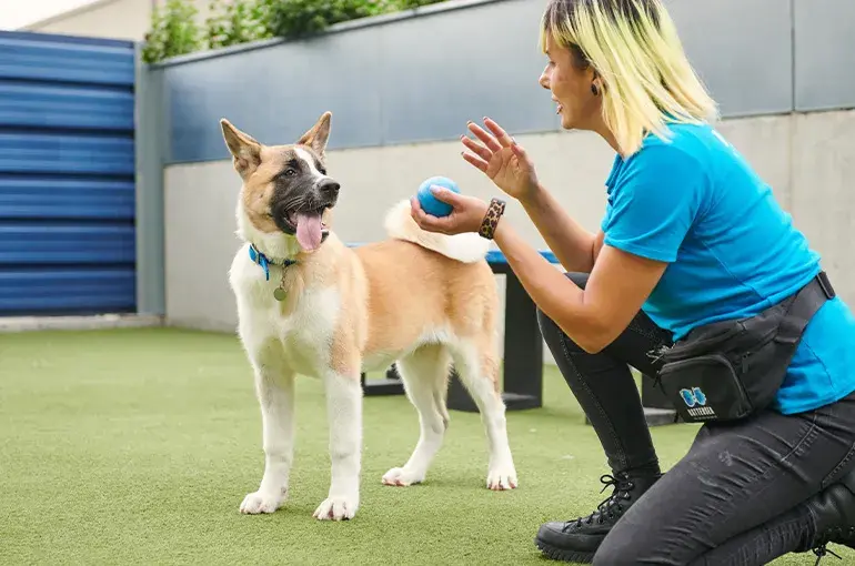 Battersea staff member playing with a dog in a paddock