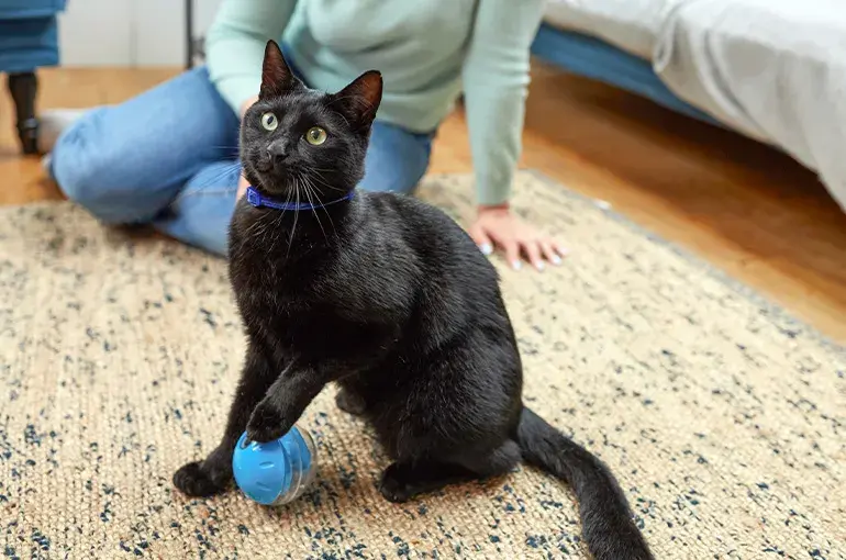 Black cat playing with ball on a rug