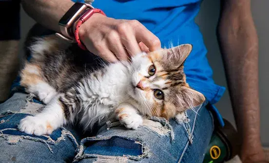 Fluffy cat laying on someones lap