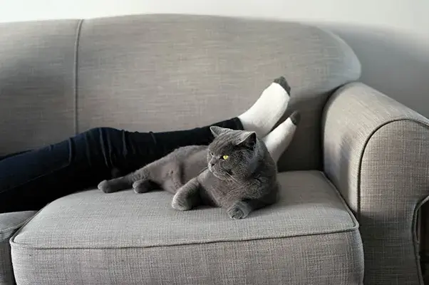 Grey cat sitting on sofa