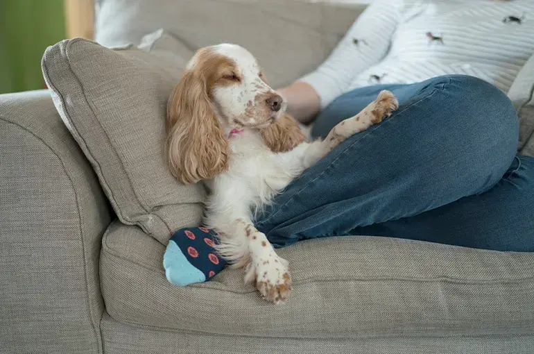 Dog Rescue Centre Battersea Dogs And Cats Home Brands Hatch Best