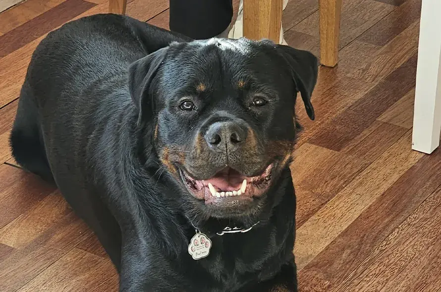 Chase laying on wooden floor