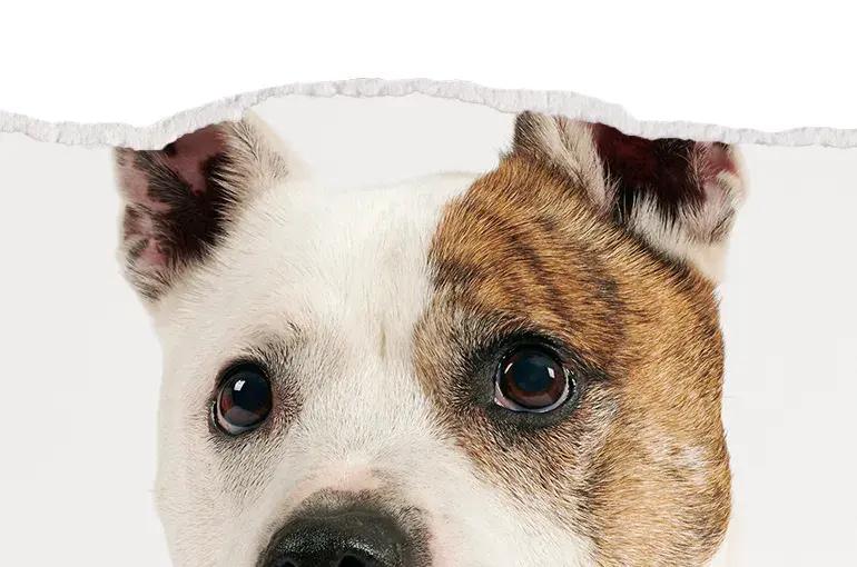 Dog with his ears cropped out the picture