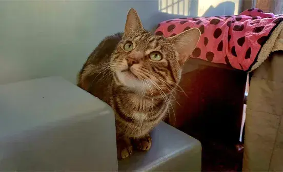 Taco sitting on a starring looking up