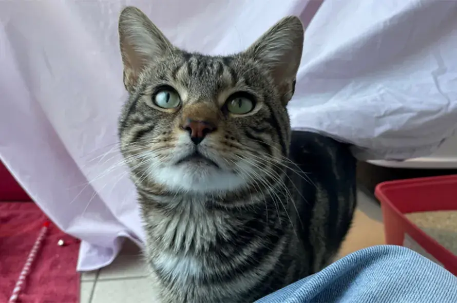 Taco stading looking at the camera