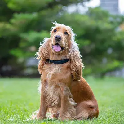 Cocker Spaniel in woods
