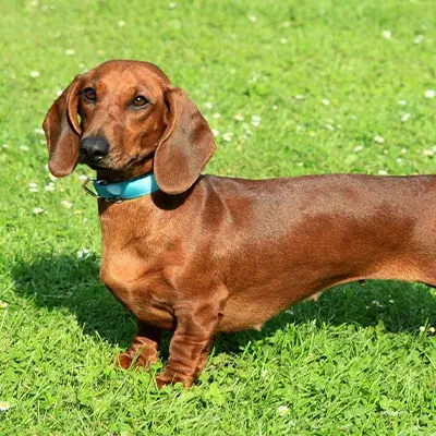 Dachshund standing in grass