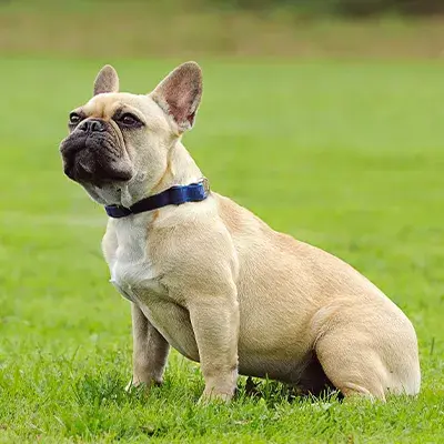 French Bulldog sitting on grass