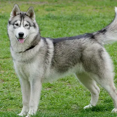 Husky in a field