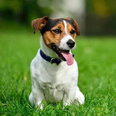 Jack Russell sitting in field 