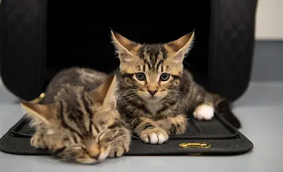 Two kittens laying next to each other. One is asleep and the other is looking at the camera.