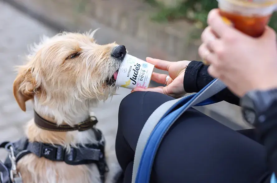 A dog enjoying a dog safe ice cream