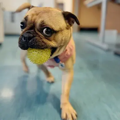 Huge playing with a ball in the office