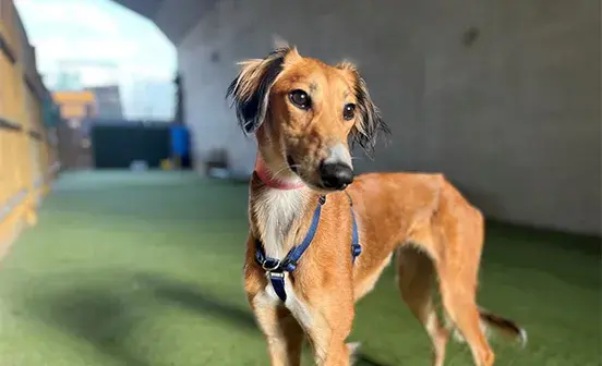 Saluki dog in a paddock looking away from camera