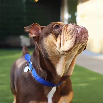 Effal French Bulldog Looking Up to the Right