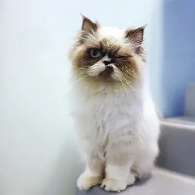 Jason White Cat Looking Directly Into Camera