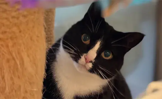 A black and white cat peaking round a corner