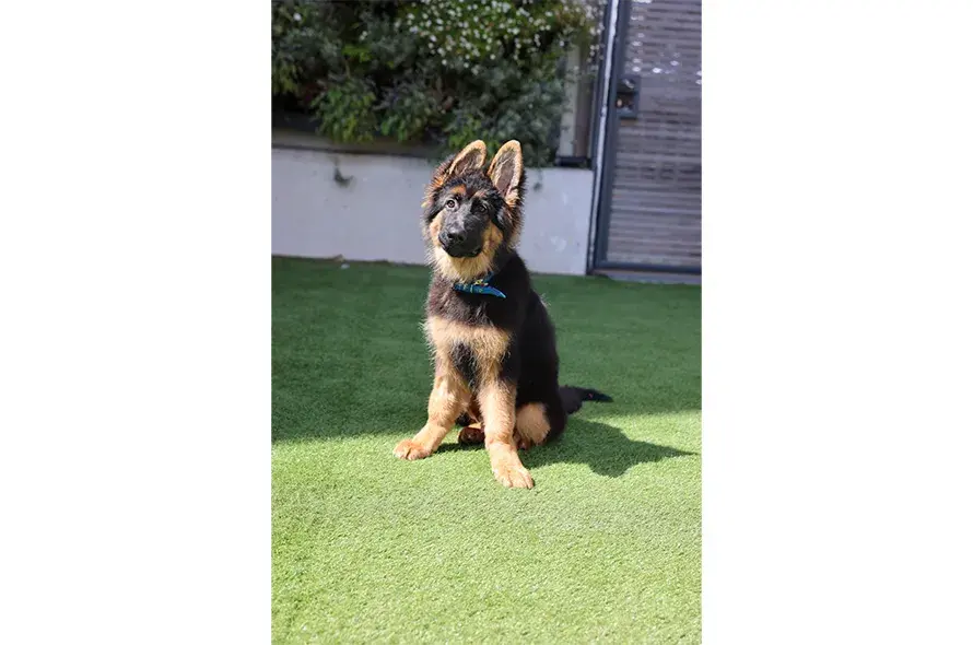 German Shepherd puppy sitting 