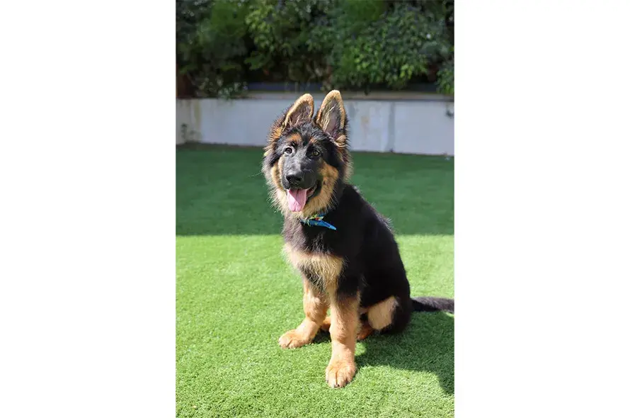 German Shepherd puppy sitting and smiling