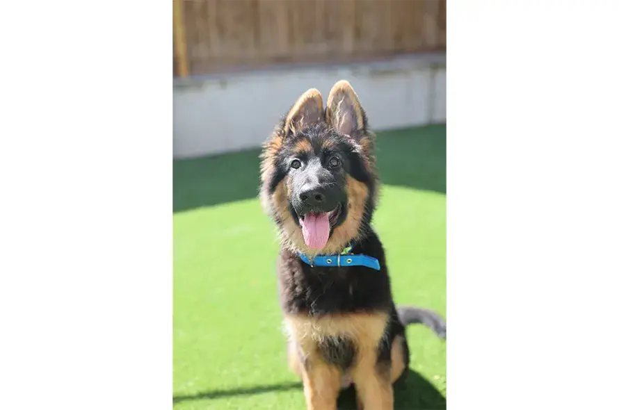 German Shepherd puppy smiling at the camera