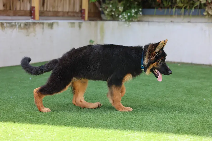 German Shepherd puppy walking