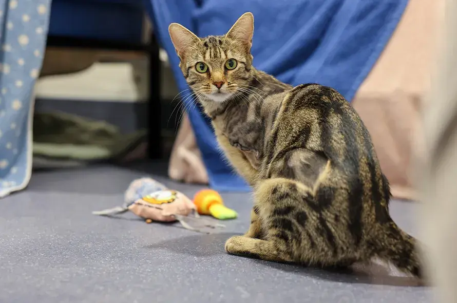 Three-legged cat looking at the camera