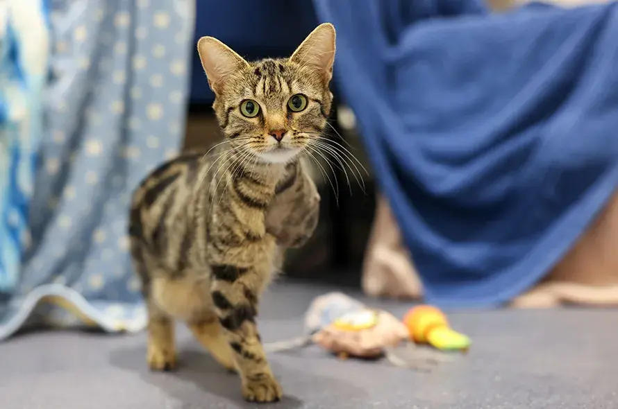 Three-legged cat facing the camera
