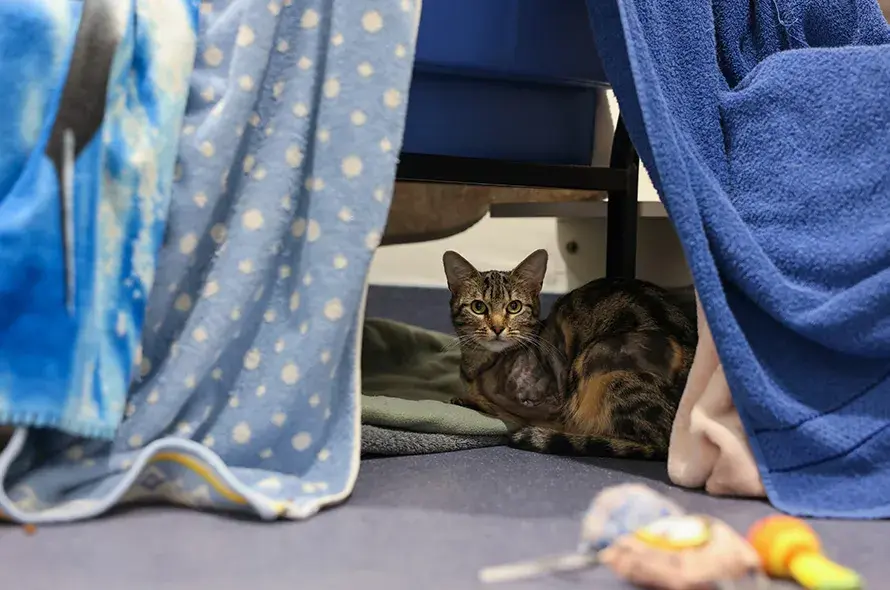 Cat sat underneath blankets