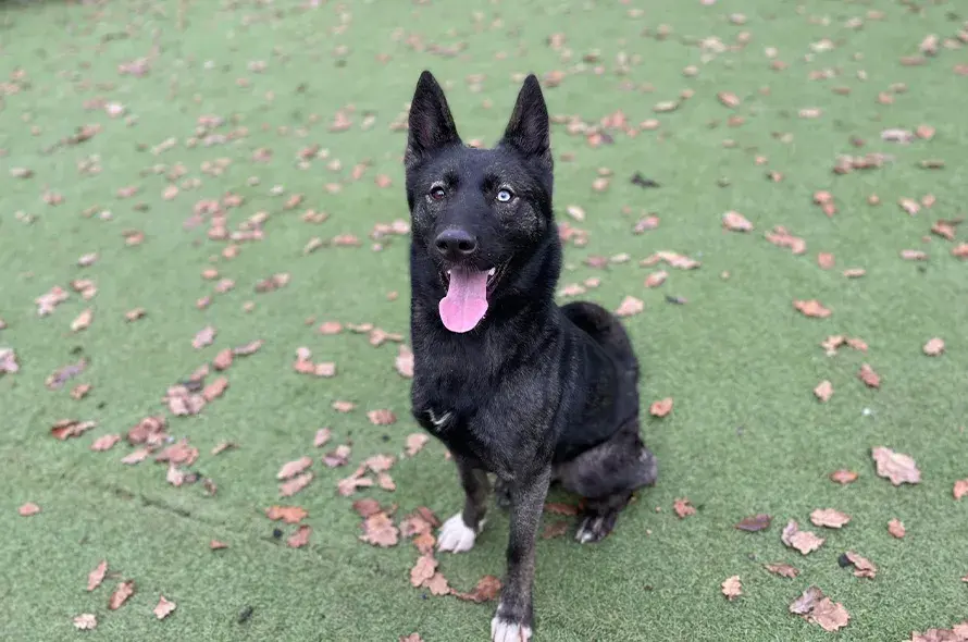 Shepherd dog sitting on grass